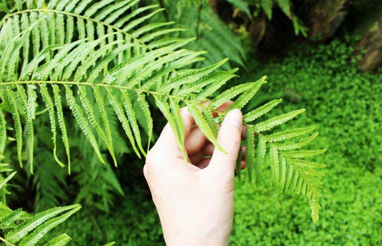 The Art of Garden Arboretums: Curating Collections of Trees and Shrubs: Gold bet, Tiger exch login, Betbook250